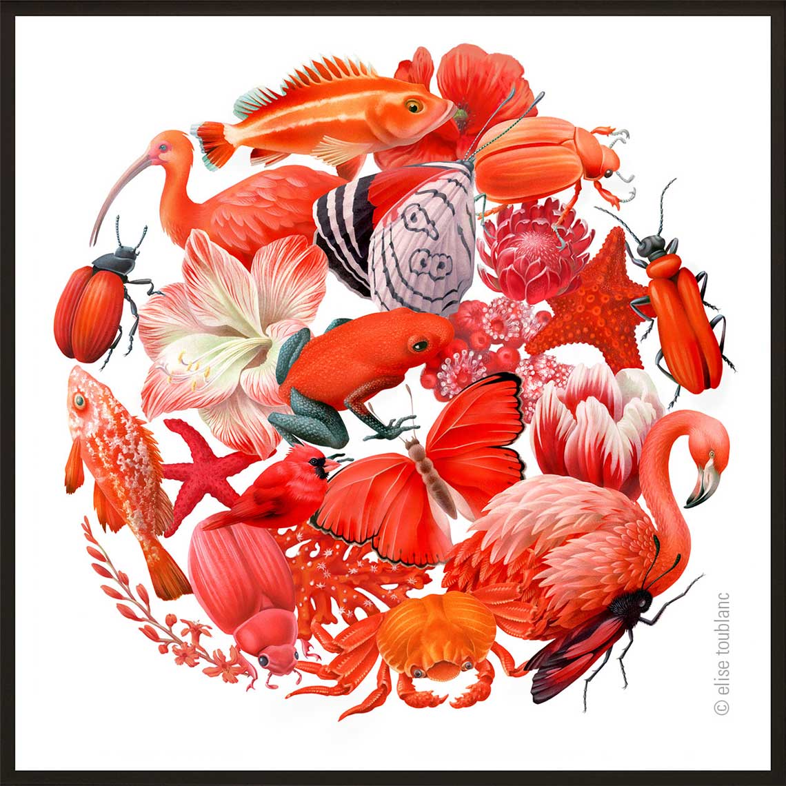 dessin naturaliste contemporain - alerte rouge